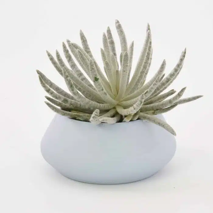 Plantenbak