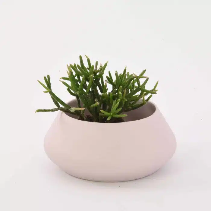 Plantenbak