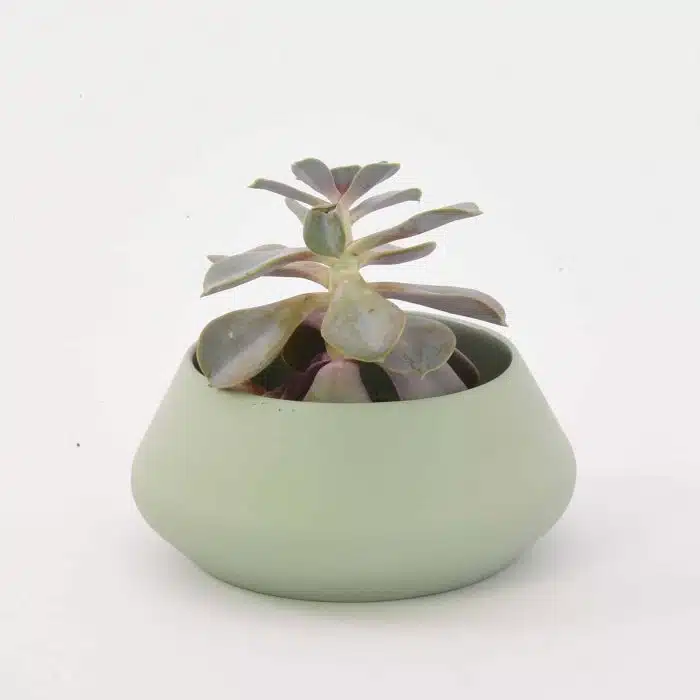 Plantenbak