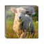 Kaartenmapje | Down on the Farm